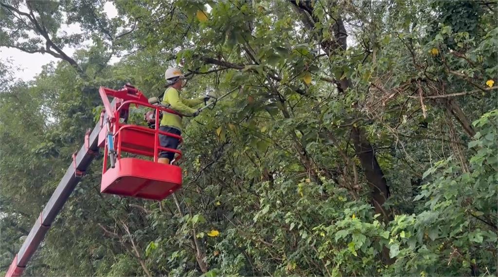 彰化林蔭大道疑樹枝未修剪　枝幹險砸車驚險畫面曝光