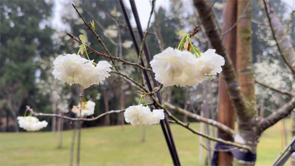南投魚池"台灣雪櫻"等6千棵櫻花 接力綻放嬌顏