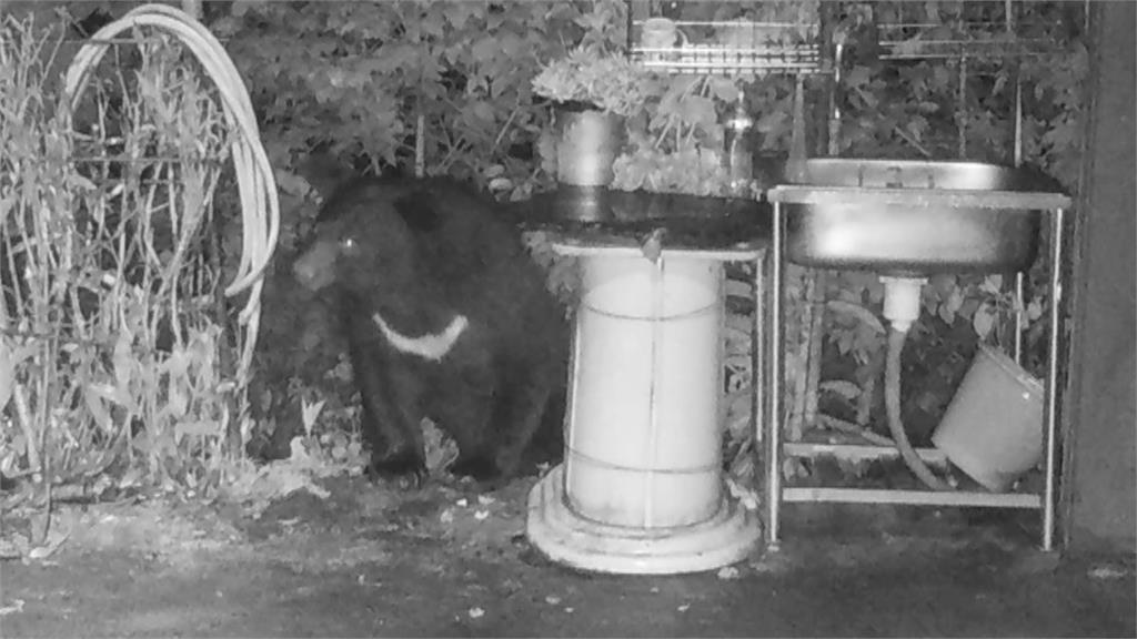 小熊維尼真實版　廬山黑熊翻蜂箱吃光蜂蜜