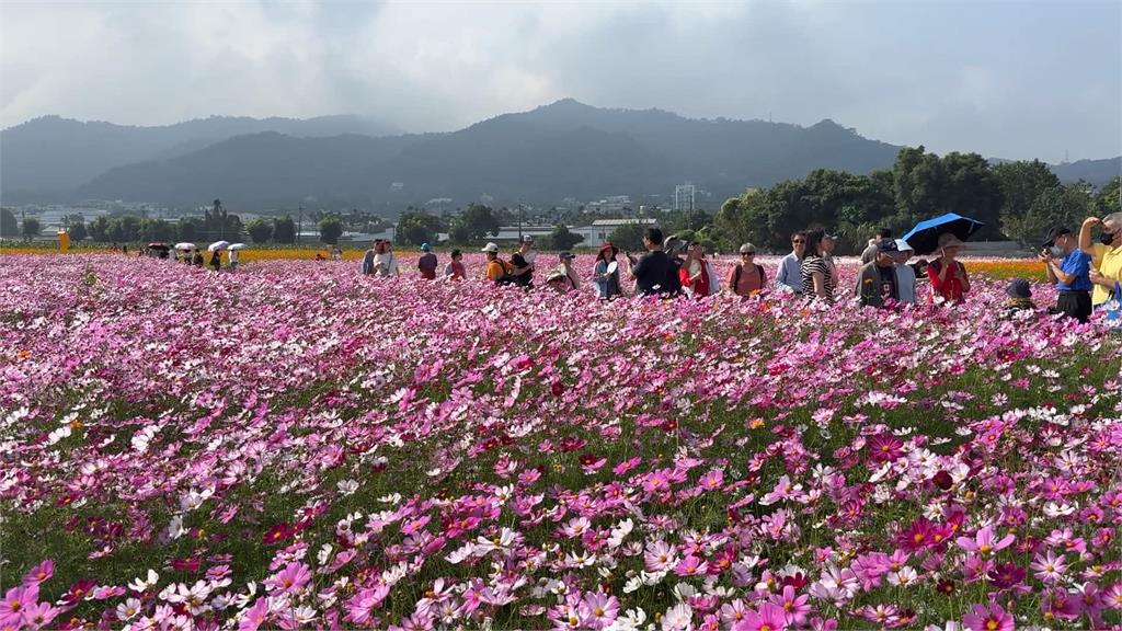 台中國際花毯節１１／８登場　遊客憂颱風襲台影響花況