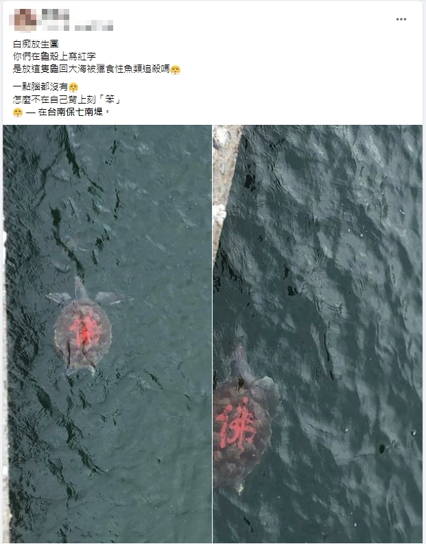 台南野生海龜遭人用紅漆寫「佛」字　水中詭異畫面引網怒：智商堪憂
