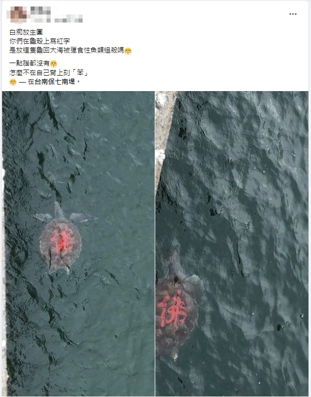台南野生海龜遭人用紅漆寫「佛」字 水中詭異畫面引網怒:智商堪憂