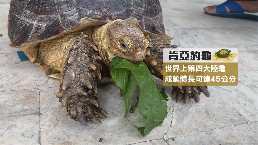 屏東新埤路上驚見大烏龜 警挨家挨戶找飼主平安送回家