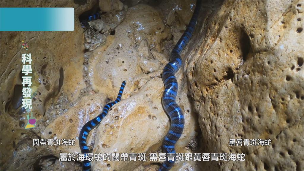 蘭嶼珊瑚礁生態豐富　與海蛇深度共游