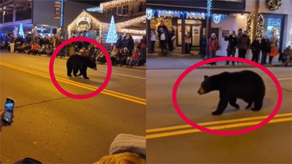 聖誕節遊行驚見「黑熊亂入」湊熱鬧逛大街！專家一看搖頭示警「恐怖後果」