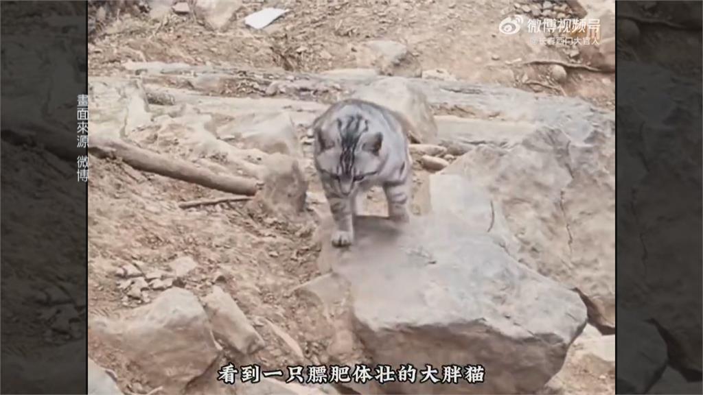 中國河南絕望坡家貓　常遭山友誤認成浪貓帶下山