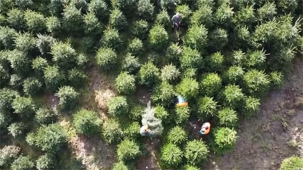 梅西感恩節遊行月底登場！　「KPop獵魔女團」吉祥物氣球亮相