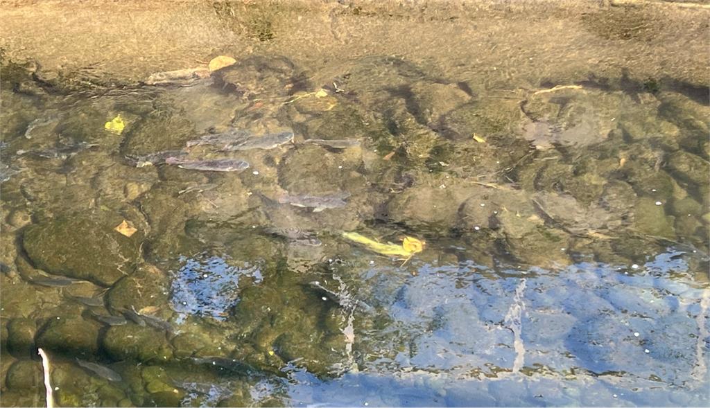 家外面小河「吳郭魚爆量塞車」快滿出來!他驚恐「這是?」網一看震撼:也太多