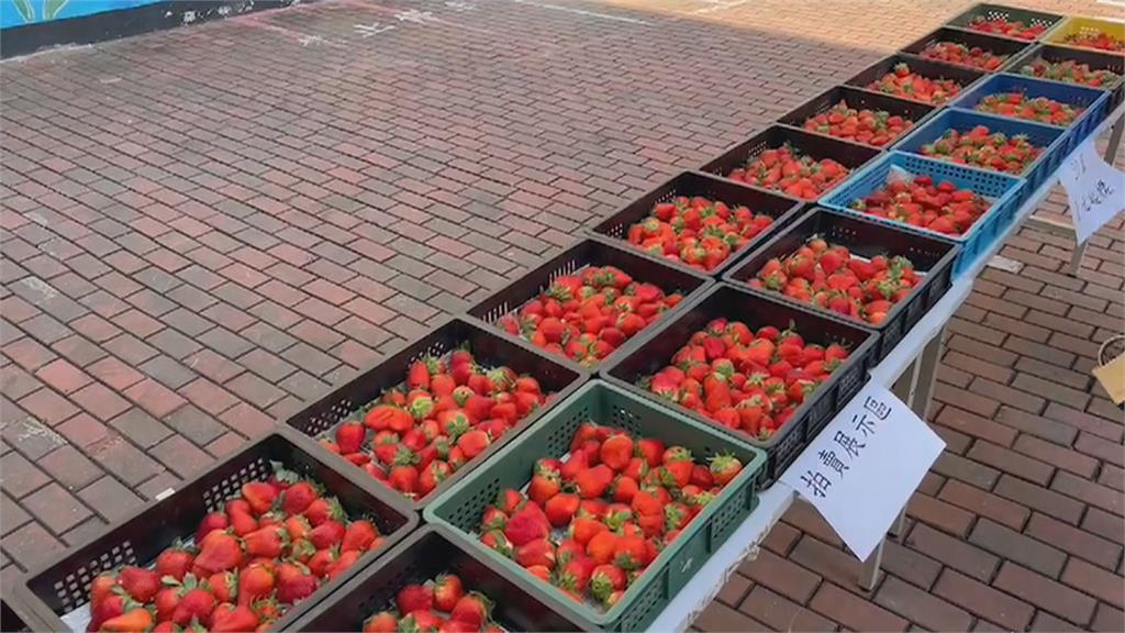 草莓業者欠稅9萬　20籃草莓1元起標拍賣還款