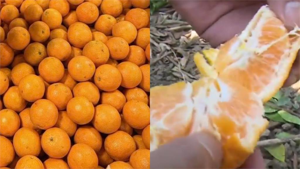 橘子上的「白絲」千萬別剝掉！1成分竟是「燃脂精華」醫揭這樣吃才有效