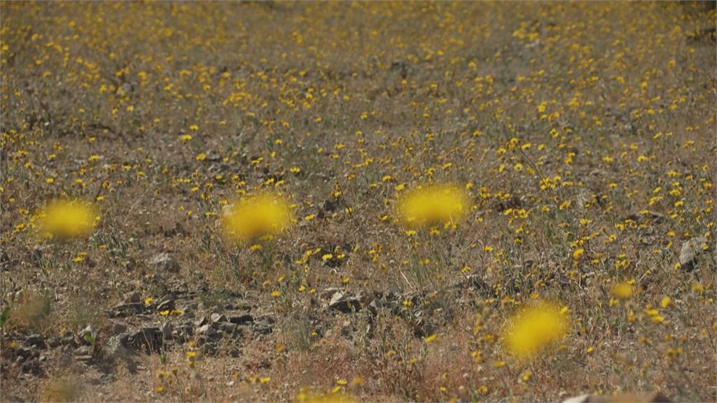 睽違10年「超級花海」! 美國死亡谷罕見綻「金黃色花毯」