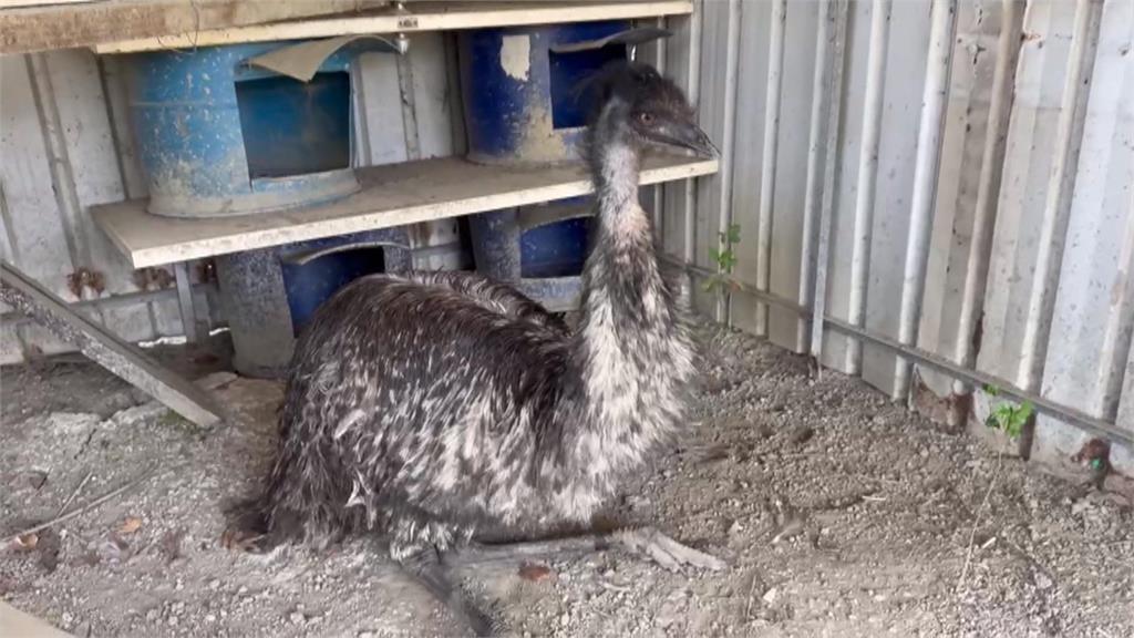 不是鴕鳥！台南漁光島「巨鳥」逛大街　　日籍市府顧問慢跑嚇一跳