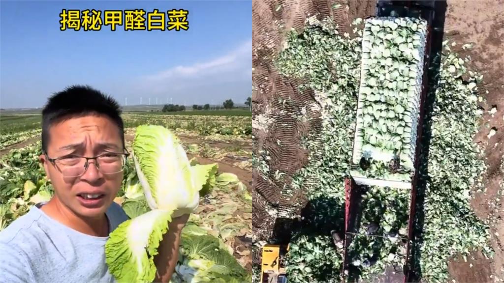 中國「甲醛白菜」引恐慌！他見娃娃菜2個月沒壞疑「洗產地」　食藥署出手了
