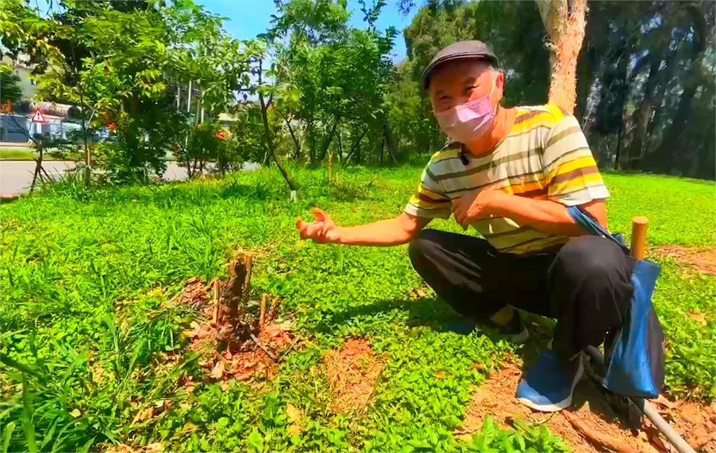 公園維護漏洞百出! 棧道腐朽不堪、特殊「熊谷櫻」遭砍伐