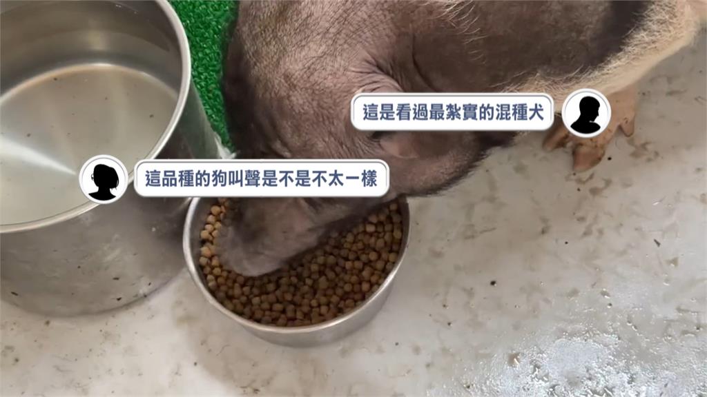 這隻「混種犬」怪怪的？　動保所公告「小豬變小狗」意外爆紅