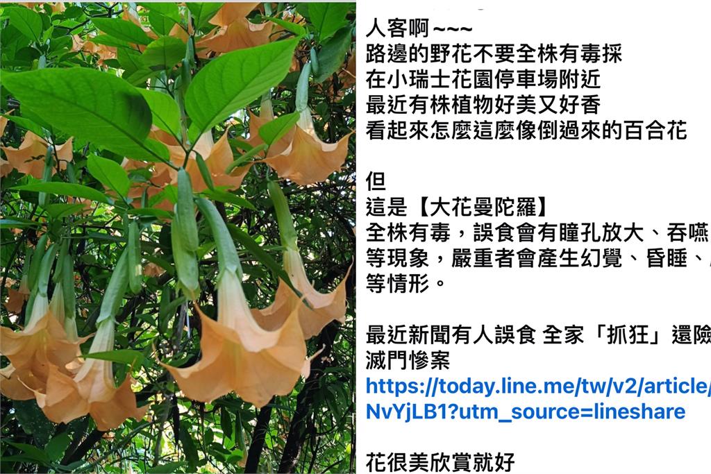 毒花怒放!清境農場「大花曼陀羅盛開」 小編提醒:欣賞就好「別動手」
