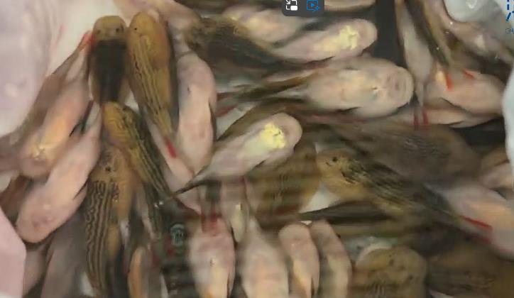 中國女「長裙狂擺動」壓不住！海關一查「裙底竟塞入229條活魚」震撼畫面曝光