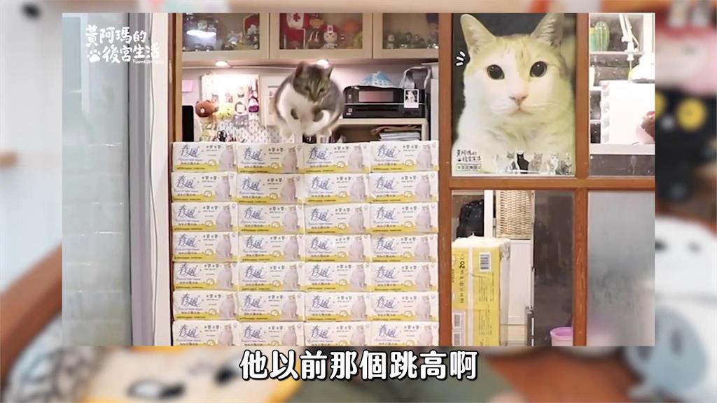 喵星人一看到他秒衝過去「討拍屁屁」 無奈嘆:曾拍到兩隻手超痠