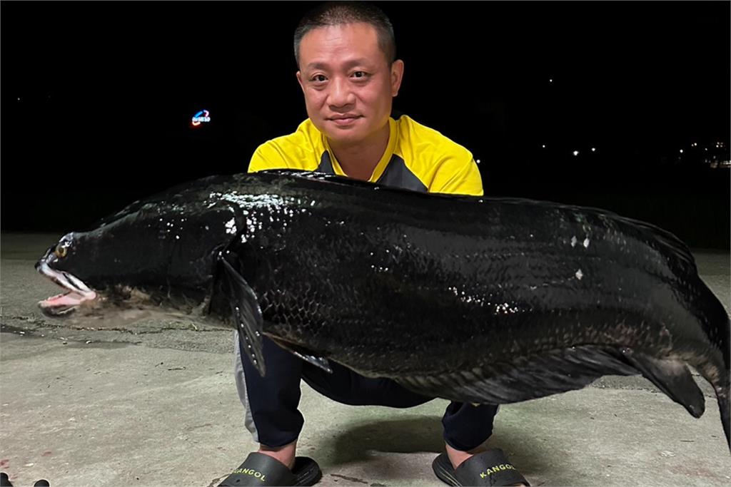 從源頭消滅外來種！釣魚達人捕獲「32斤魚虎王」　肚內驚見上千魚卵