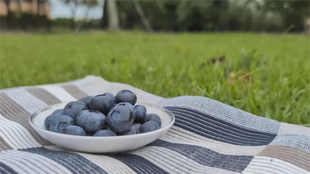 小蜜蜂立大功!「義大利蜂」授粉 有助提高藍莓6成著果率