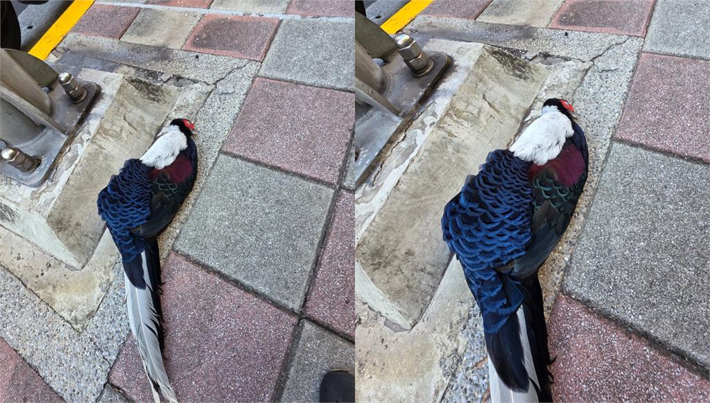 「最傻眼路殺!」秀朗橋下驚見藍腹鷴屍體 柳丁哥哥嘆:這次救援是人生最難忘