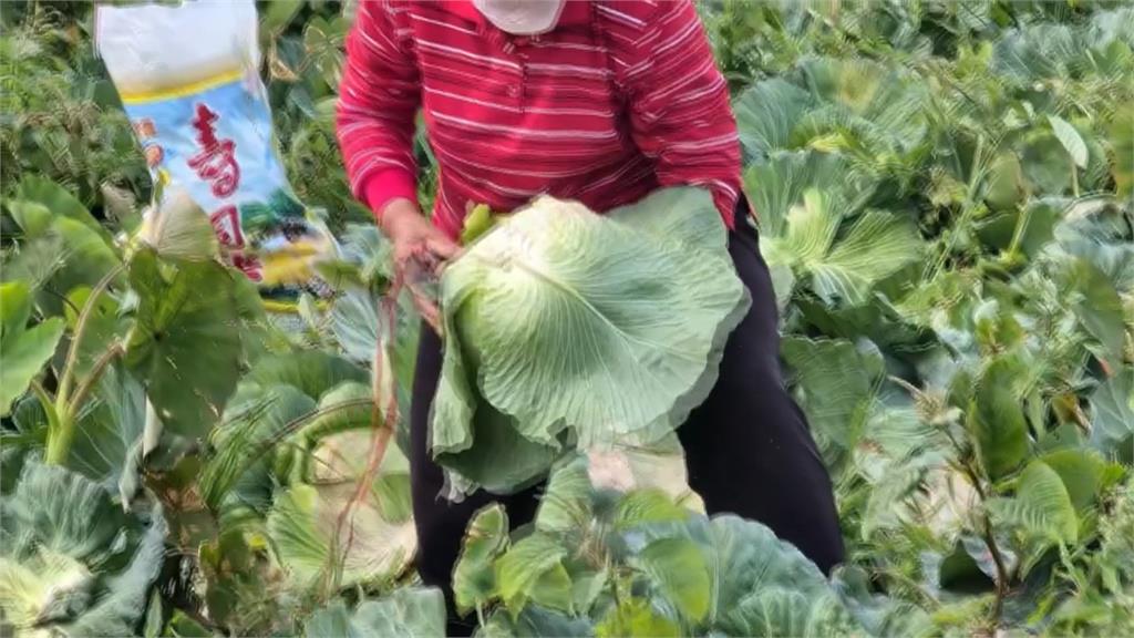 高麗菜量多過剩價跌　農糧署推「冷凍包」提升價值