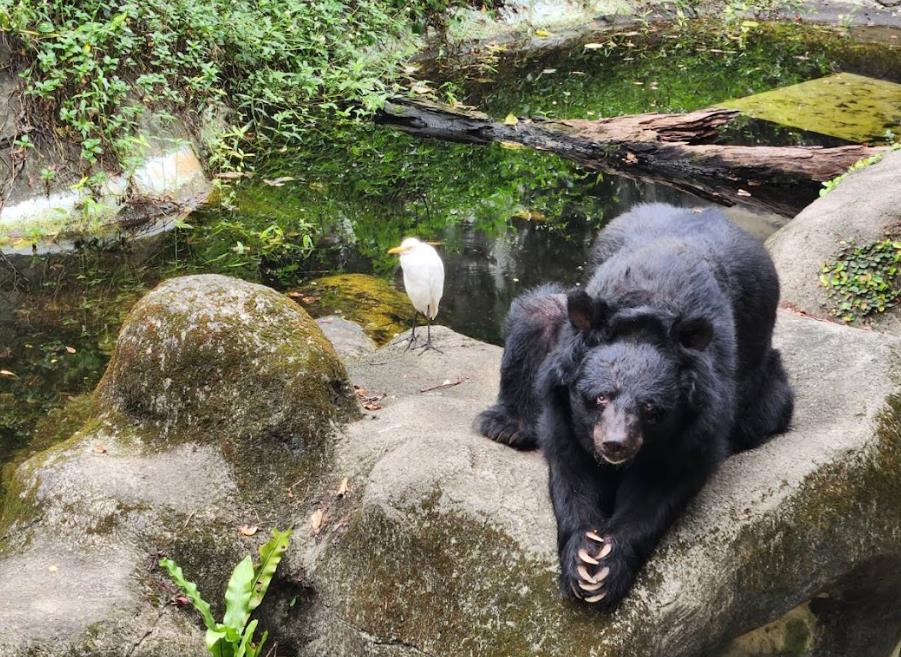 不痛了！北市動物園34歲「小熊」爺爺辭世　保育員相伴病床「一生回顧」　