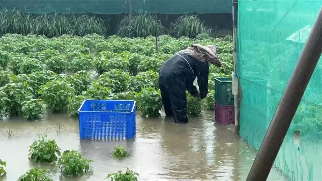 雲林西螺大雨狂炸！　菜車涉水通過　地瓜葉慘泡水