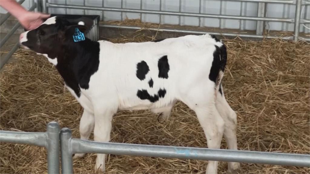 無奇不有！澳洲農場驚見自帶笑臉「笑笑牛」　老闆娘見照片臉綠：誰畫的