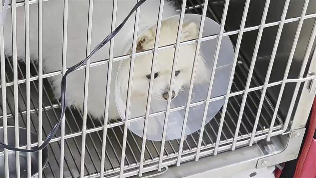 又是詐騙!基隆獸醫「幫毛孩拉票」遭盜帳 點連結投票就中招