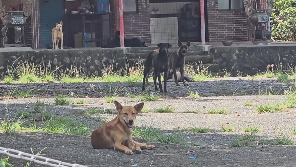 嘉義仁義潭.蘭潭"上千隻流浪犬盤據" 愛狗人士干擾捕捉