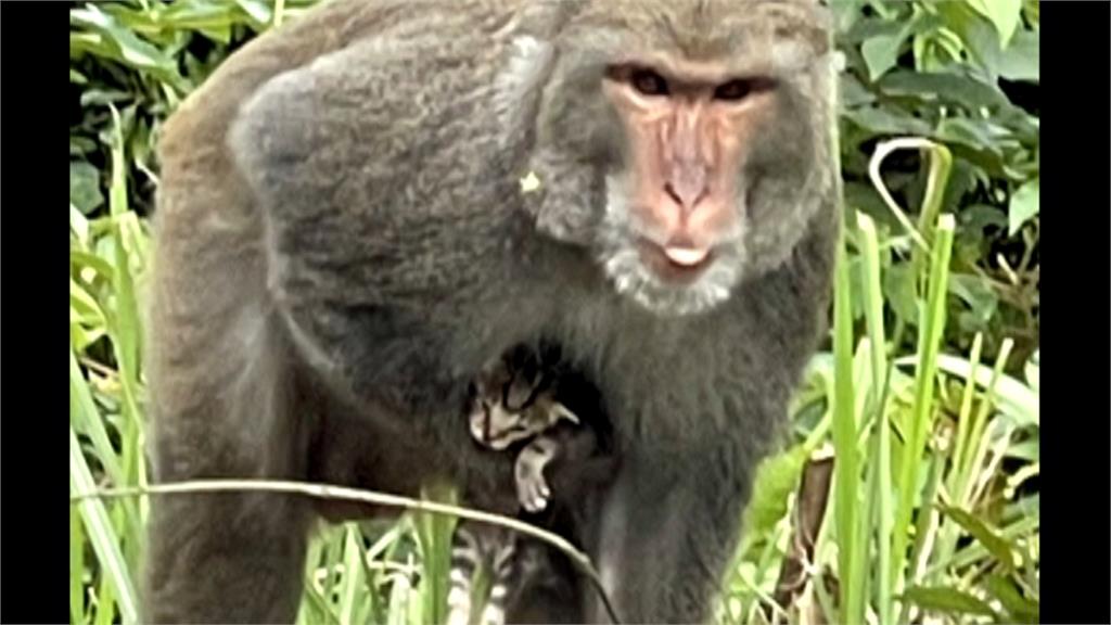 獼猴抱幼貓還拖行 虛弱喵叫「恐怕快不行」