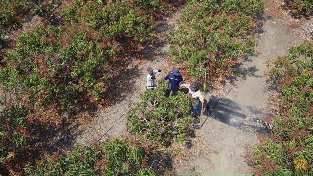 異言堂/光電與農民搶地?業者誤砍上百棵芒果樹