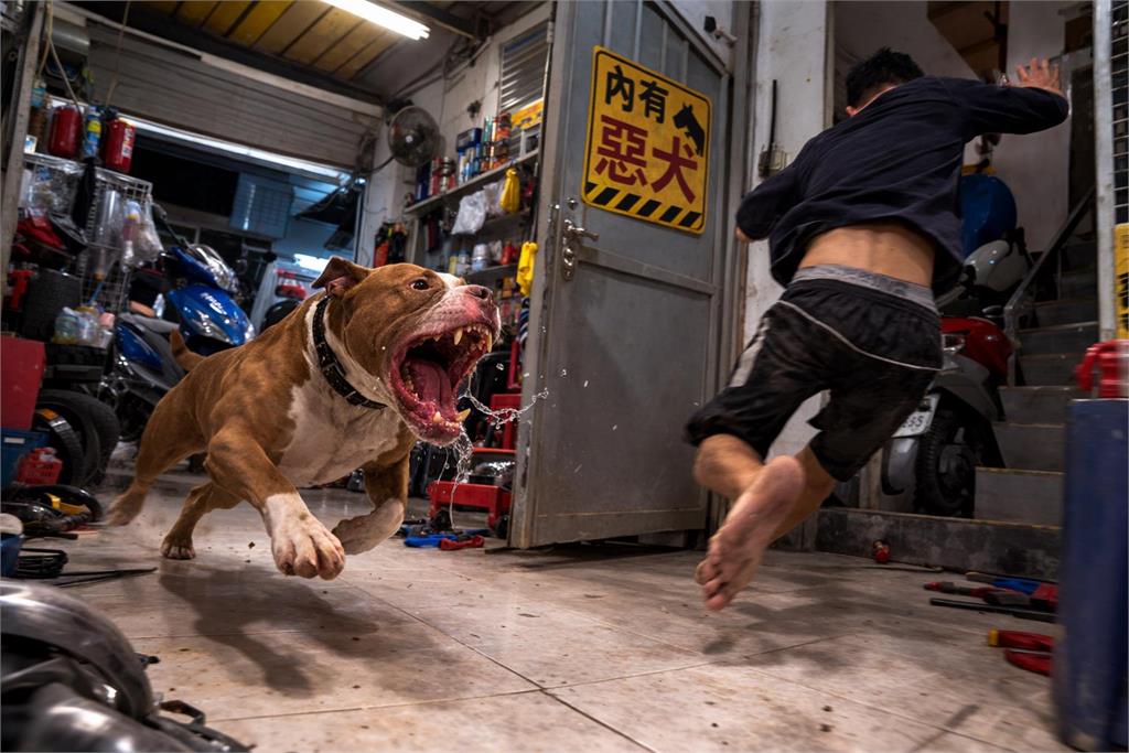 高雄移工失聯4年遇警「棄車狂逃」！躲機車行誤闖「比特犬家」狼狽影片流出…