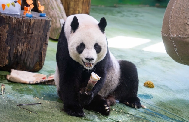 快新聞/生日快樂!大貓熊「圓圓」邁入20歲 動物園做蛋糕送祝福「超萌模樣曝」