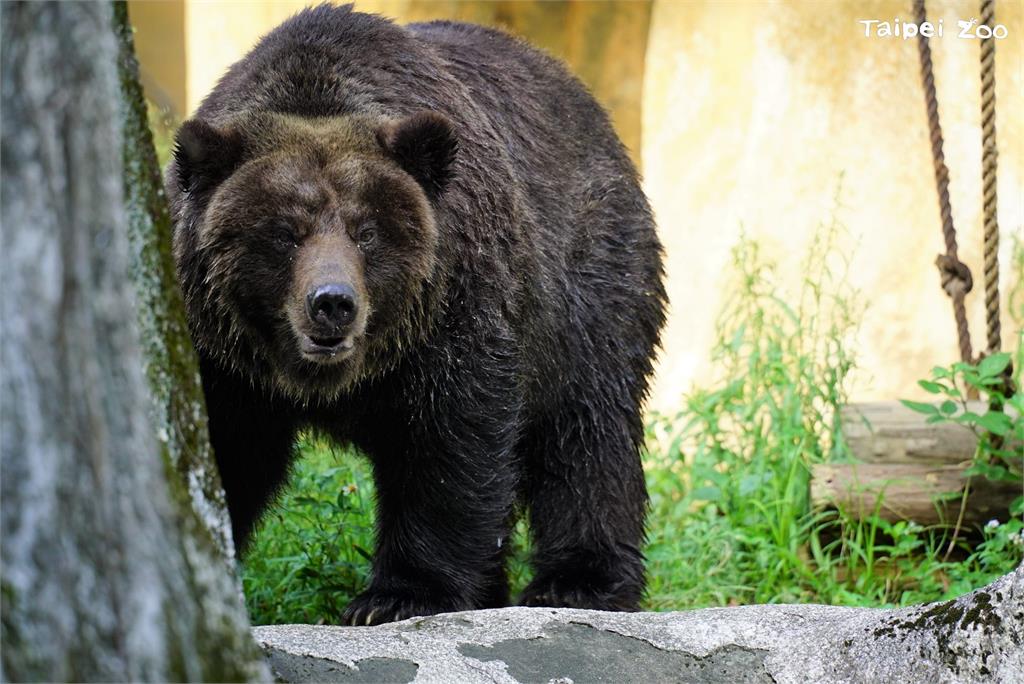 快新聞／週日祖父母節！　台北動物園邀祖孫「共遊漫步」集章認識老齡動物