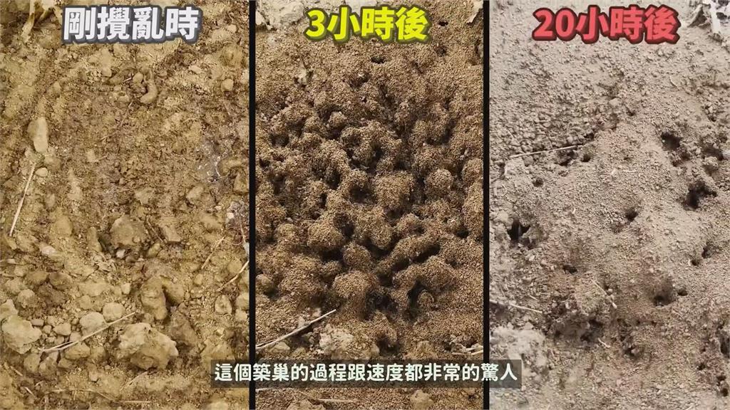 築巢畫面曝！紅火蟻巢穴被破壞灌水　重建僅花3小時網驚：比人類還團結