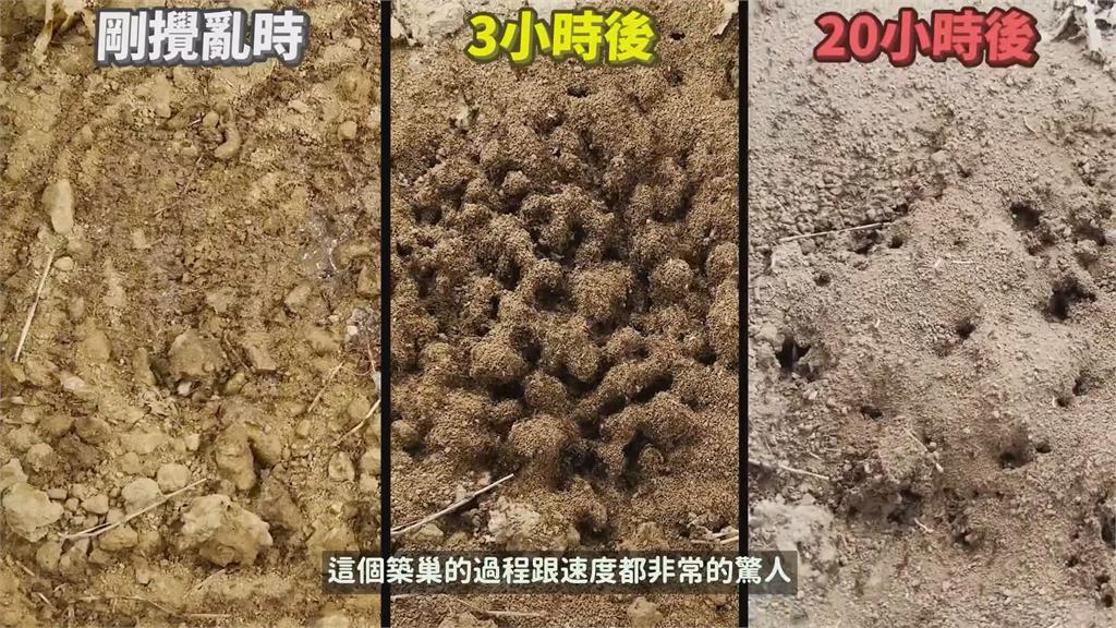 築巢畫面曝!紅火蟻巢穴被破壞灌水 重建僅花3小時網驚:比人類還團結
