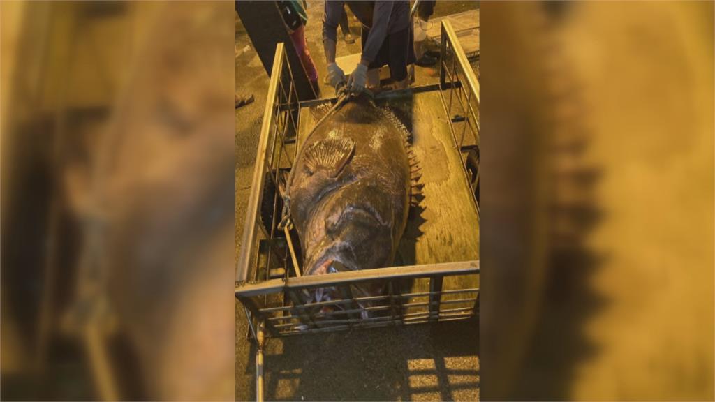 澎湖漁民捕獲超大龍膽石斑　長150公分重130公斤　估已活30年