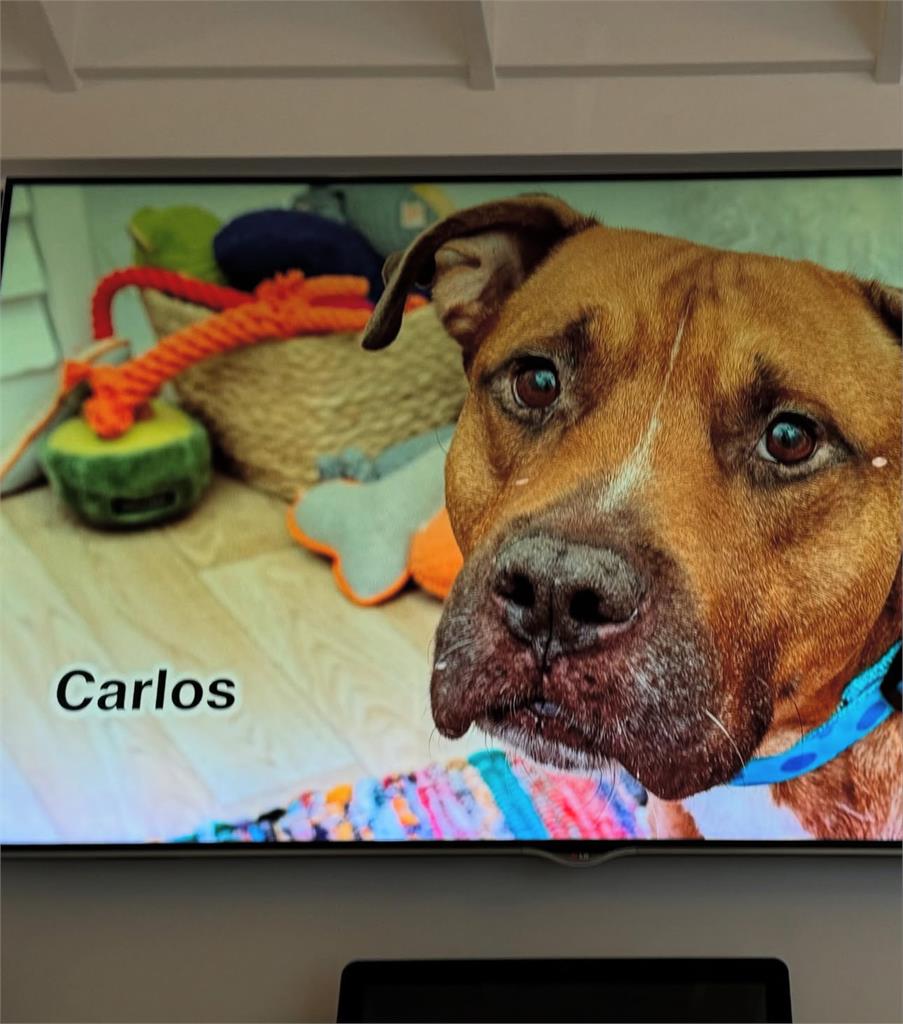 MLB(影)/山本由伸秀愛犬「卡洛斯」!去年8月收養的流浪狗現在跟他一起坐飛機