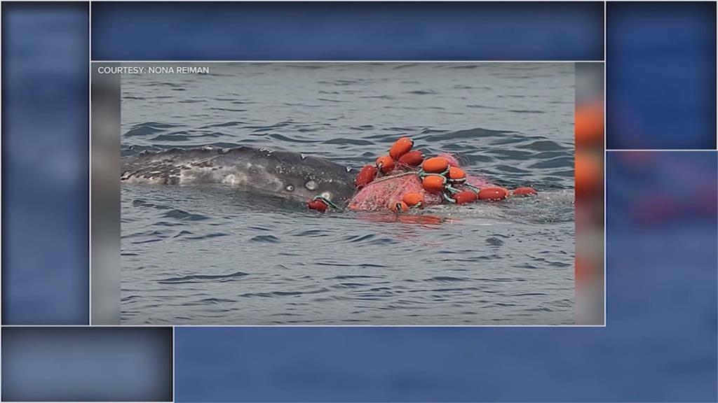 加州灰鯨遭刺流往纏住　動保組織救援行動頻遇困難