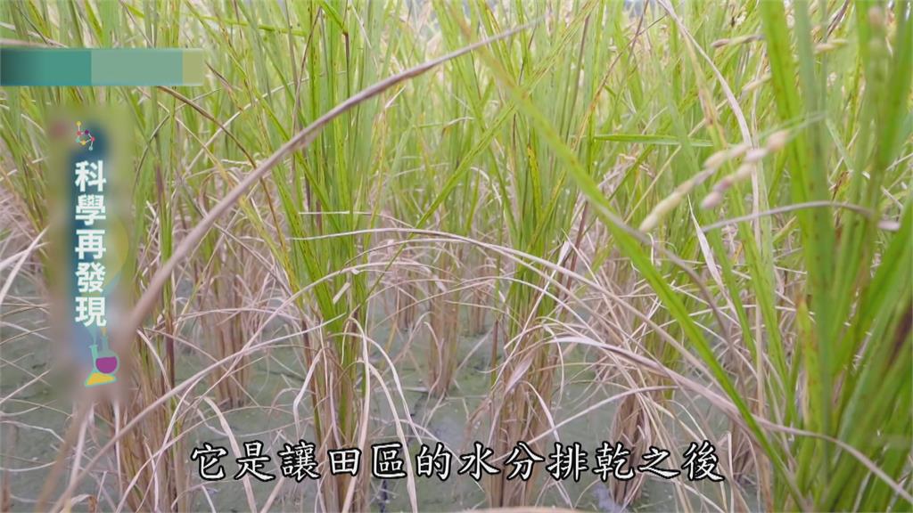 水稻田易生甲烷 曬田節水成關鍵