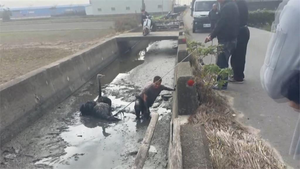雲林獼猴群「飛越」電網找食物　彰化大鴕鳥卡大排爛泥中