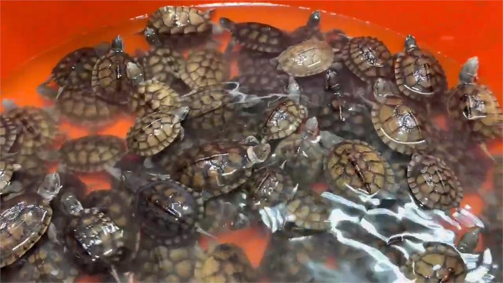 160隻保育類「柴棺龜」無處養　宜蘭縣府、飼主協調無果