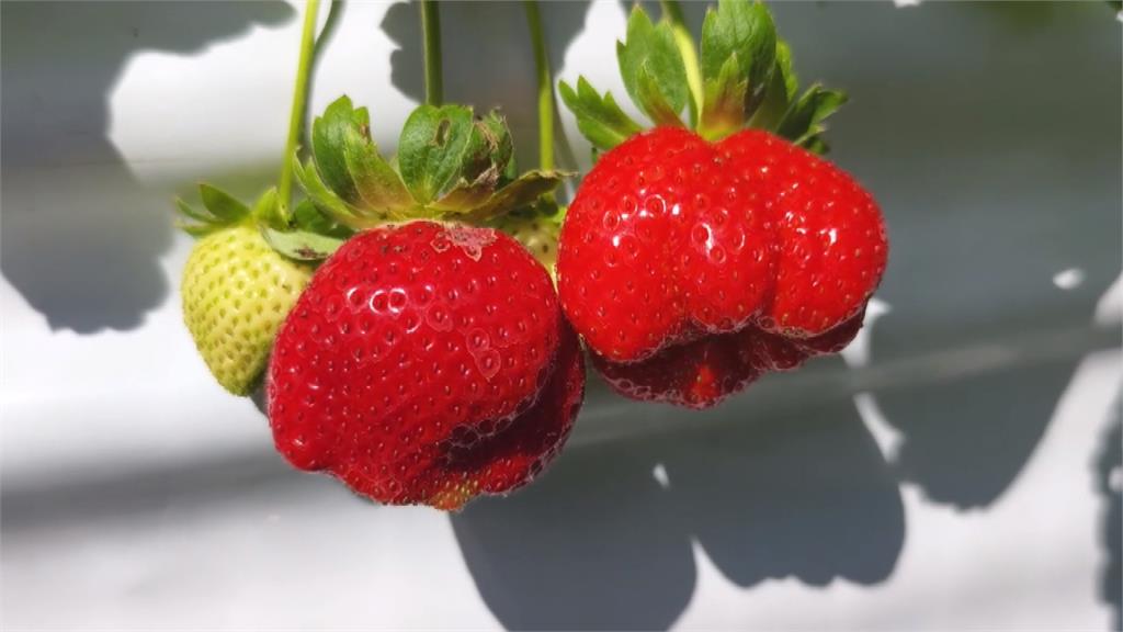 大湖草莓季開跑！　各種草莓商品滿足草莓控味蕾