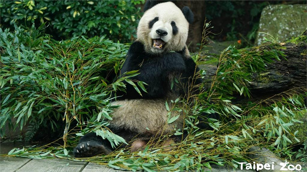 快新聞／動物園門票也喊漲！市立動物園曝漲幅　僅台北市民不用漲