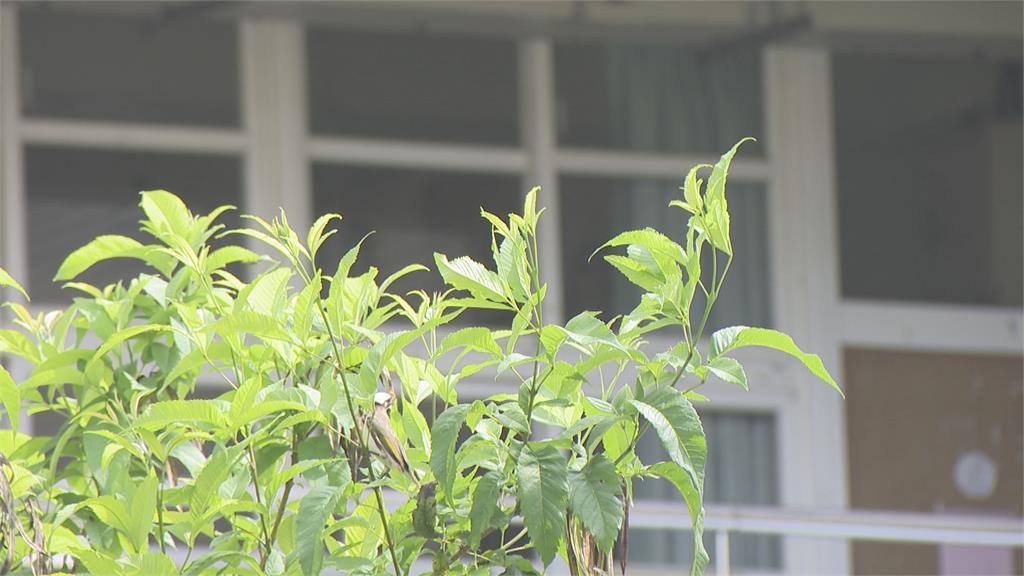 特教老師推2歲童害「左眼腫傷」 議員:4年曾被檢舉6次