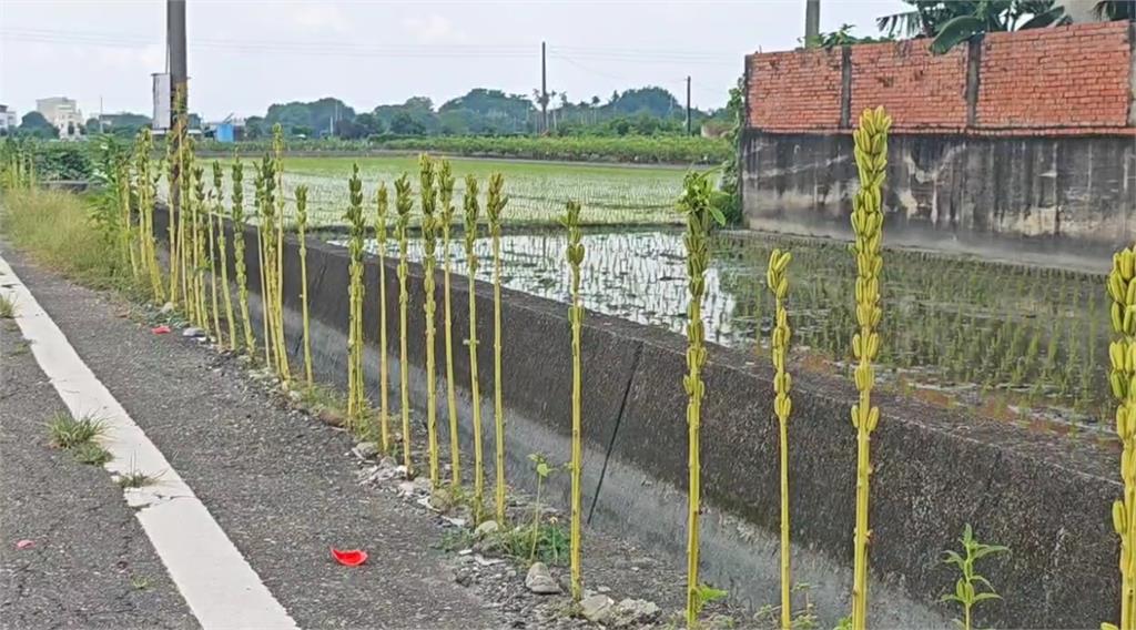 這裡也能種?彰化溪州農民超極限 「柏油路縫種芝麻」綿延百米超壯觀