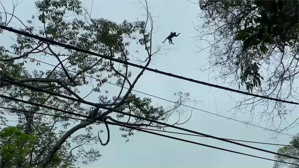 新竹北埔２０多隻猴子出沒　林間穿梭跳躍如同「跑酷」