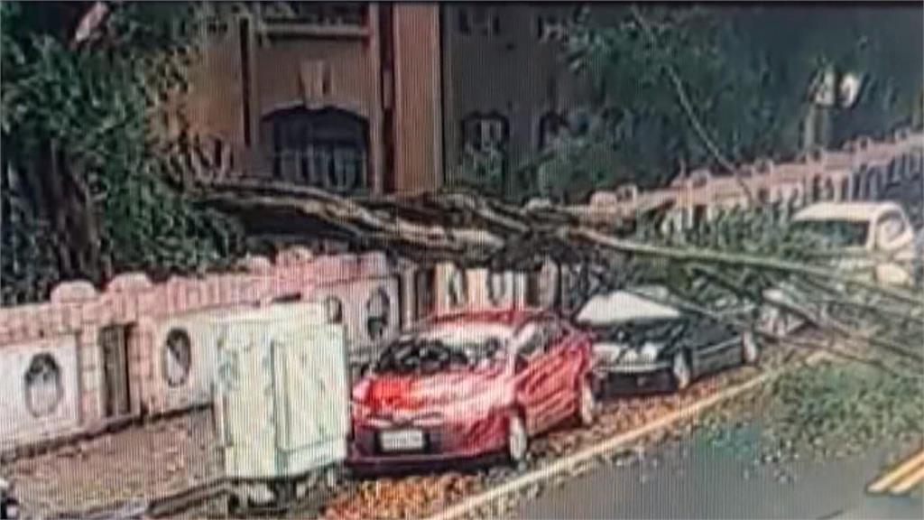命大！騎士才剛騎車經過　草屯國小榕樹倒塌壓3車